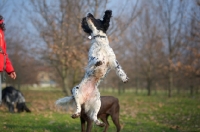Picture of black and white English Springer Spaniel jumping