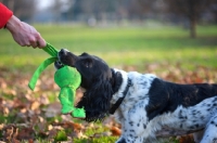 Picture of black and white english springer spaniel playing tug of war with owner