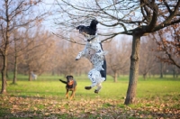 Picture of black and white english springer spaniel jumping to catch a treat 