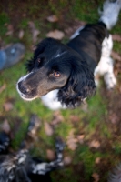 Picture of black and white english springer spaniel looking up towards owner