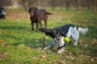Picture of black and white English Springer Spaniel playing with a ball