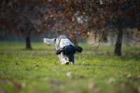 Picture of black and white english springer spaniel smelling ground