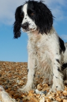 Picture of black and white English Springer Spaniel