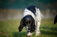 Picture of black and white english springer spaniel