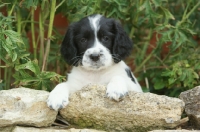 Picture of black and white English Springer Spaniel puppy