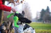Picture of black and white english springer spaniel playing tug of war with owner