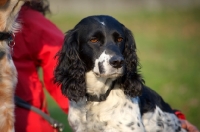 Picture of black and white english springer spaniel with owner in the background