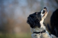 Picture of black and white english springer spaniel looking up
