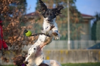 Picture of black and white english springer spaniel jumping to catch ball