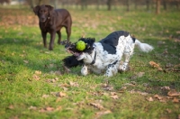 Picture of black and white English Springer Spaniel catching ball