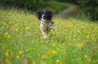Picture of black and white english springer spaniel running in a field full of yellow flowers