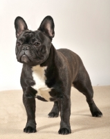 Picture of black and white French Bulldog