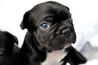 Picture of black and white French Bulldog puppy 