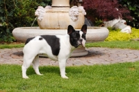 Picture of black and white French Bulldog