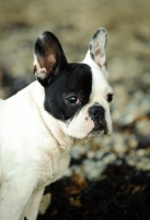 Picture of black and white French Bulldog portrait