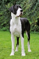 Picture of black and white Great Dane