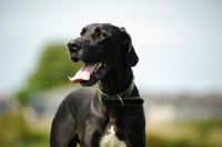 Picture of black and white Great Dane