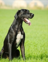 Picture of black and white Great Dane