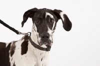 Picture of black and white Great Dane