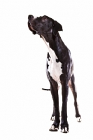 Picture of black and white great dane