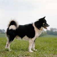 Picture of black and white greenland dog