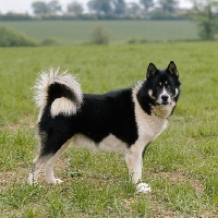 Picture of black and white greenland dog