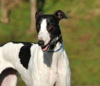 Picture of black and white Greyhound