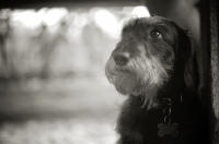Picture of Black and white head shot of a Miniature Wirehaired Dachshund