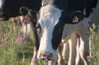 Picture of black and white Holstein heifer cow with thistle