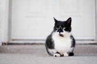 Picture of black and white household cat near porch