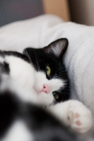 Picture of black and white household cat resting