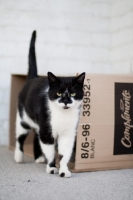 Picture of black and white Household cat near box