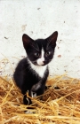 Picture of black and white Household kitten on straw