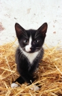 Picture of black and white Household kitten on straw