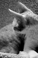 Picture of black and white image of Cornish Rex cat