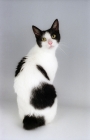 Picture of black and white japanese bobtail cat