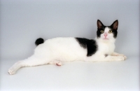 Picture of black and white Japanese Bobtail cat, lying down