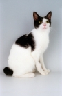 Picture of black and white Japanese Bobtail cat