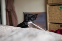 Picture of black and white kitten biting bed clothes