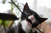 Picture of black and white kitten biting string