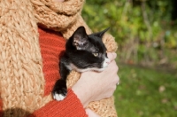 Picture of black and white kitten held by owner and wrapped in orange tan coloured scarf