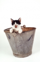 Picture of black and white kitten in a bucket