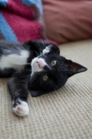Picture of black and white kitten laying on carpet and reaching towards camera