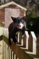 Picture of black and white kitten meowing on garden fence