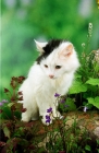 Picture of black and white kitten on log