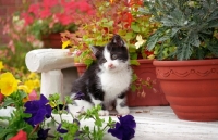 Picture of black and white kitten sitting in a garden