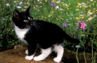 Picture of black and white kitten with flowers