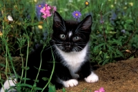 Picture of black and white kitten with flowers