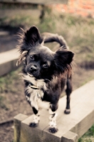 Picture of black and white long-haired Chihuahua