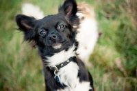 Picture of black and white long-haired Chihuahua